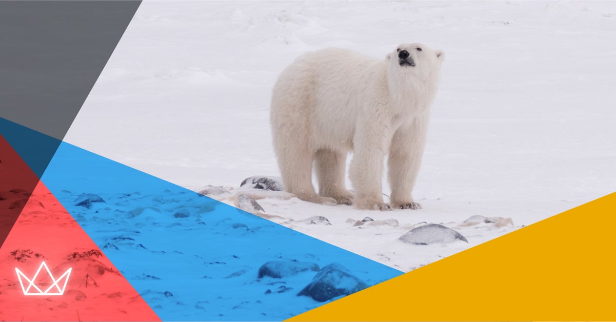 Polar Bear - IDEA 2 Polar Bear - IDEA 2